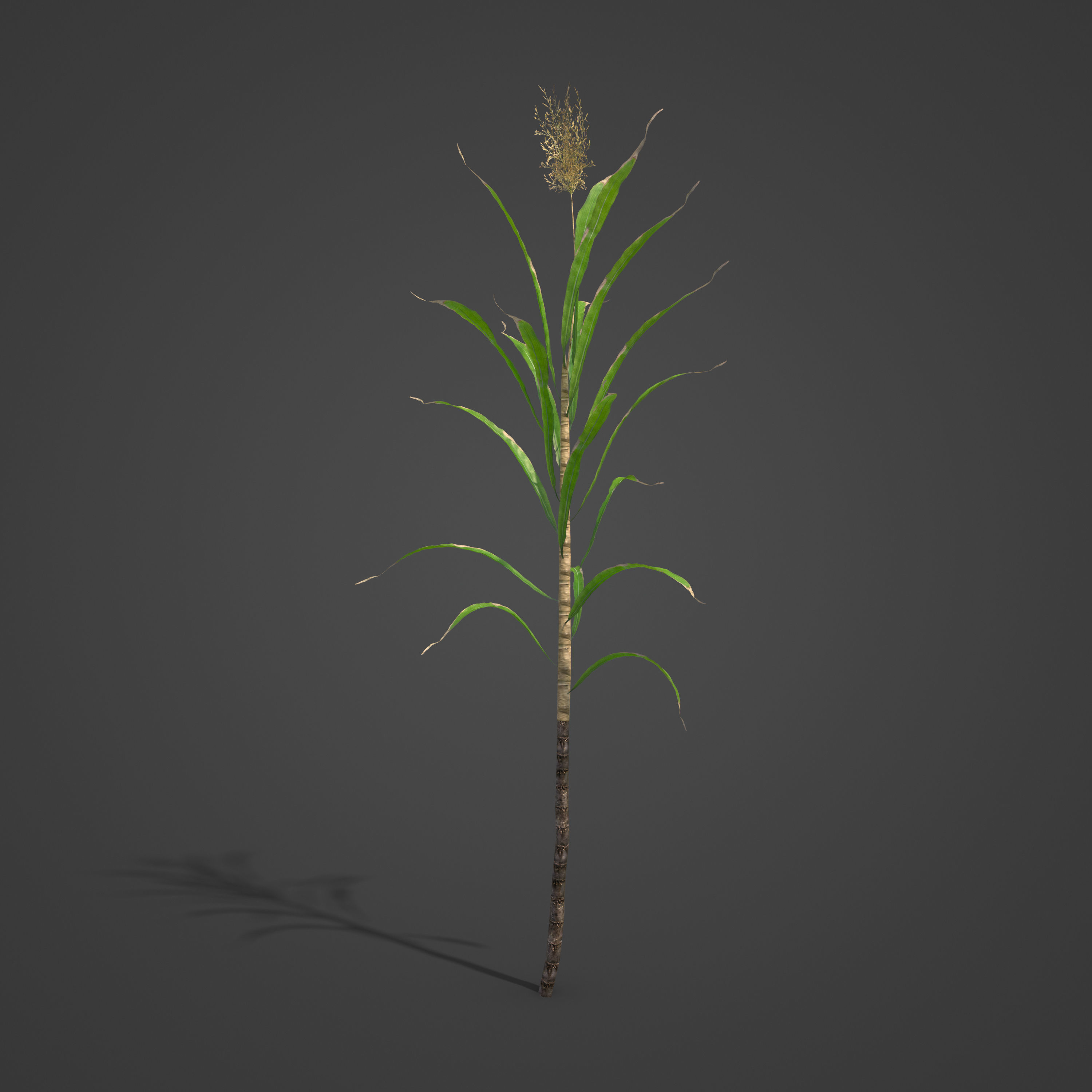 2021 PBR Sugar Cane Collection - Saccharum Officinarum Low-poly 3D model_6