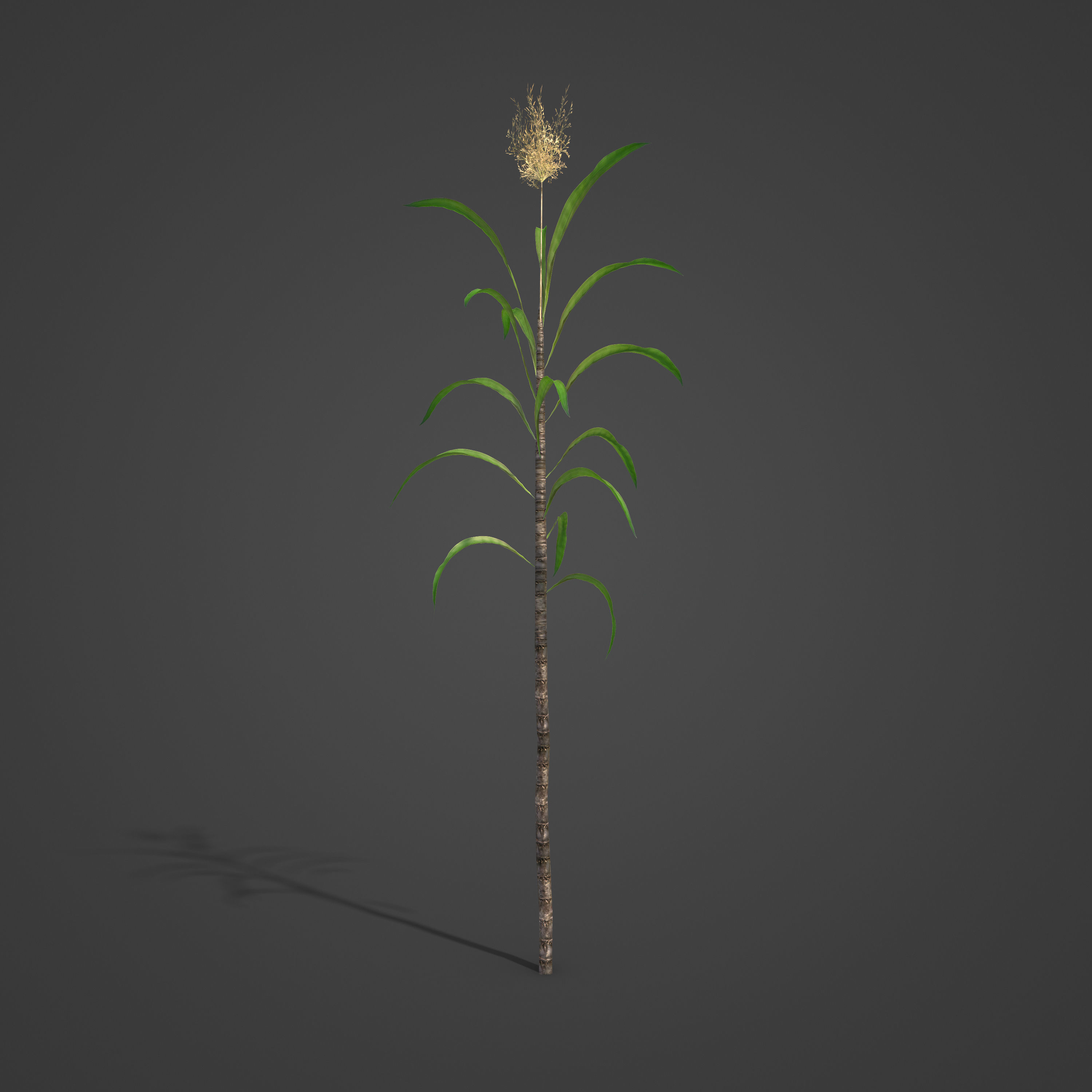2021 PBR Sugar Cane Collection - Saccharum Officinarum Low-poly 3D model_8