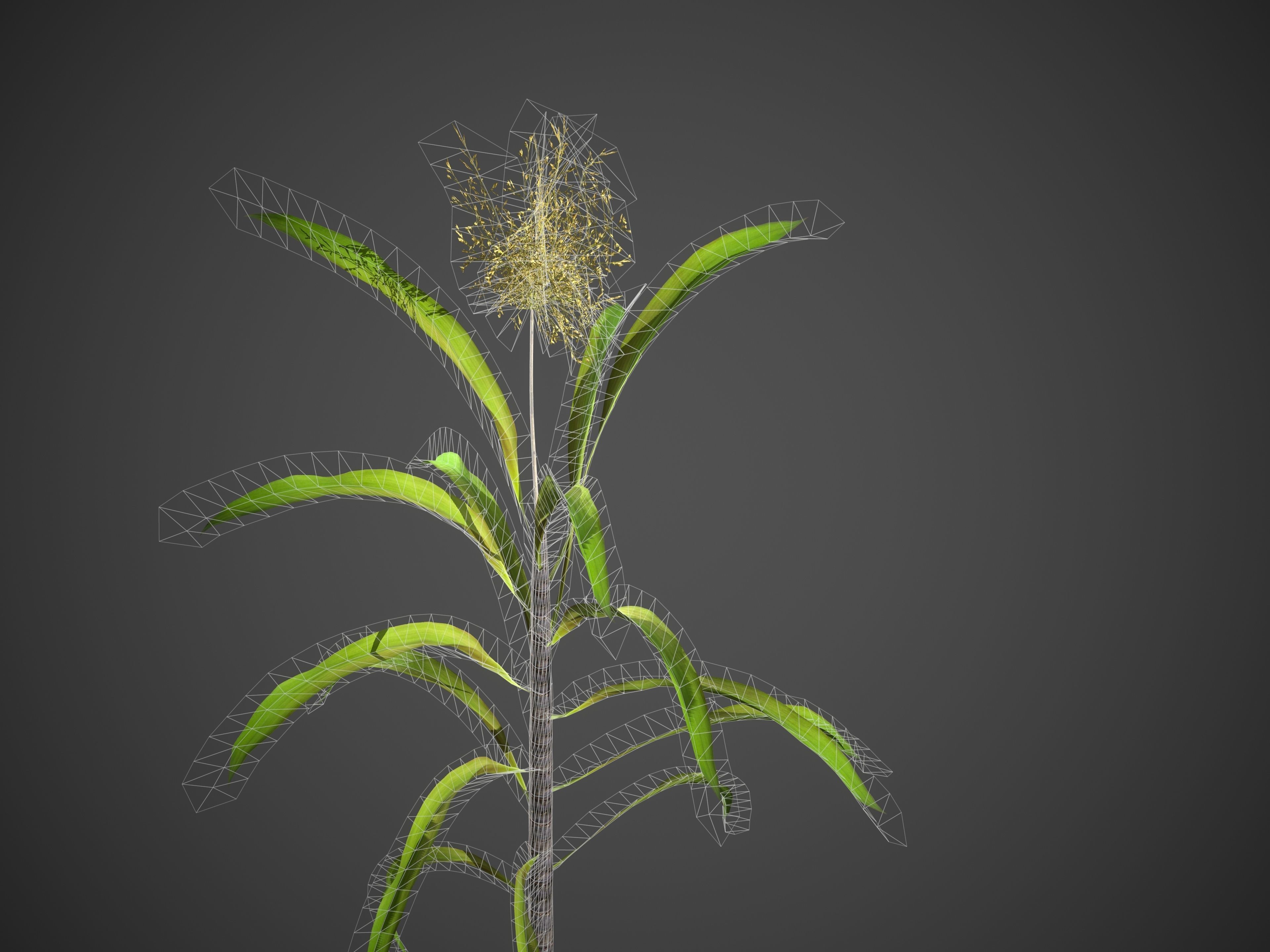 2021 PBR Sugar Cane Collection - Saccharum Officinarum Low-poly 3D model_9