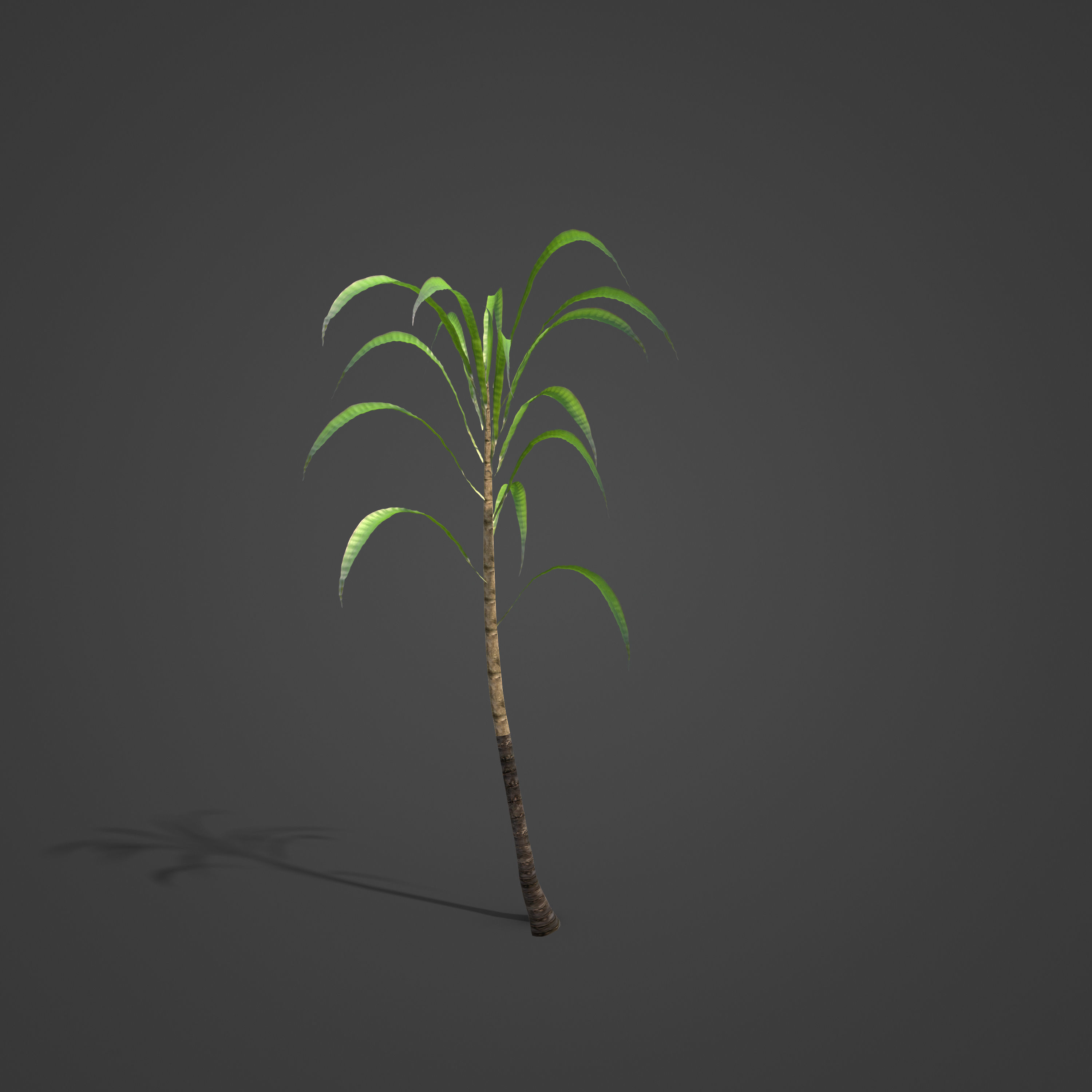 2021 PBR Sugar Cane Collection - Saccharum Officinarum Low-poly 3D model_7