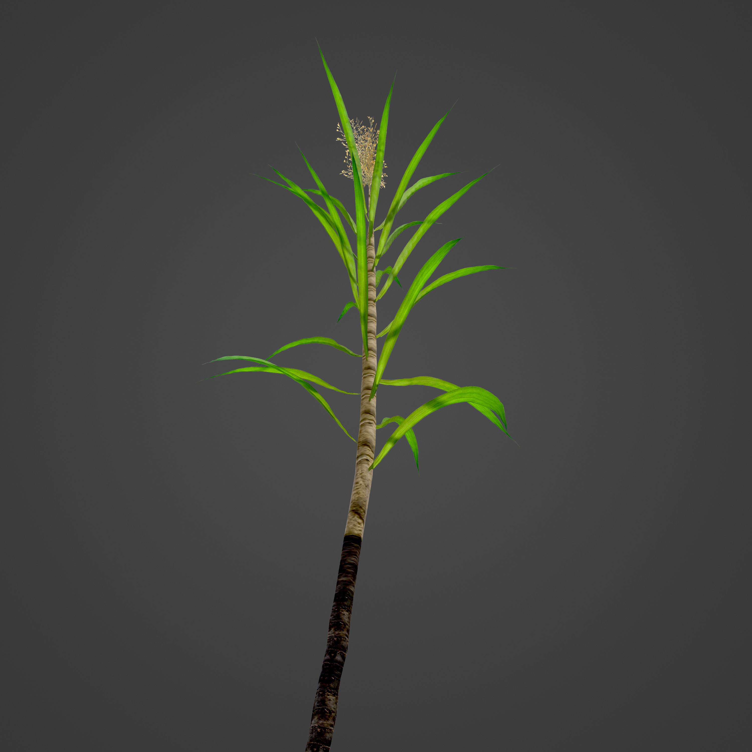 2021 PBR Sugar Cane Collection - Saccharum Officinarum Low-poly 3D model_4