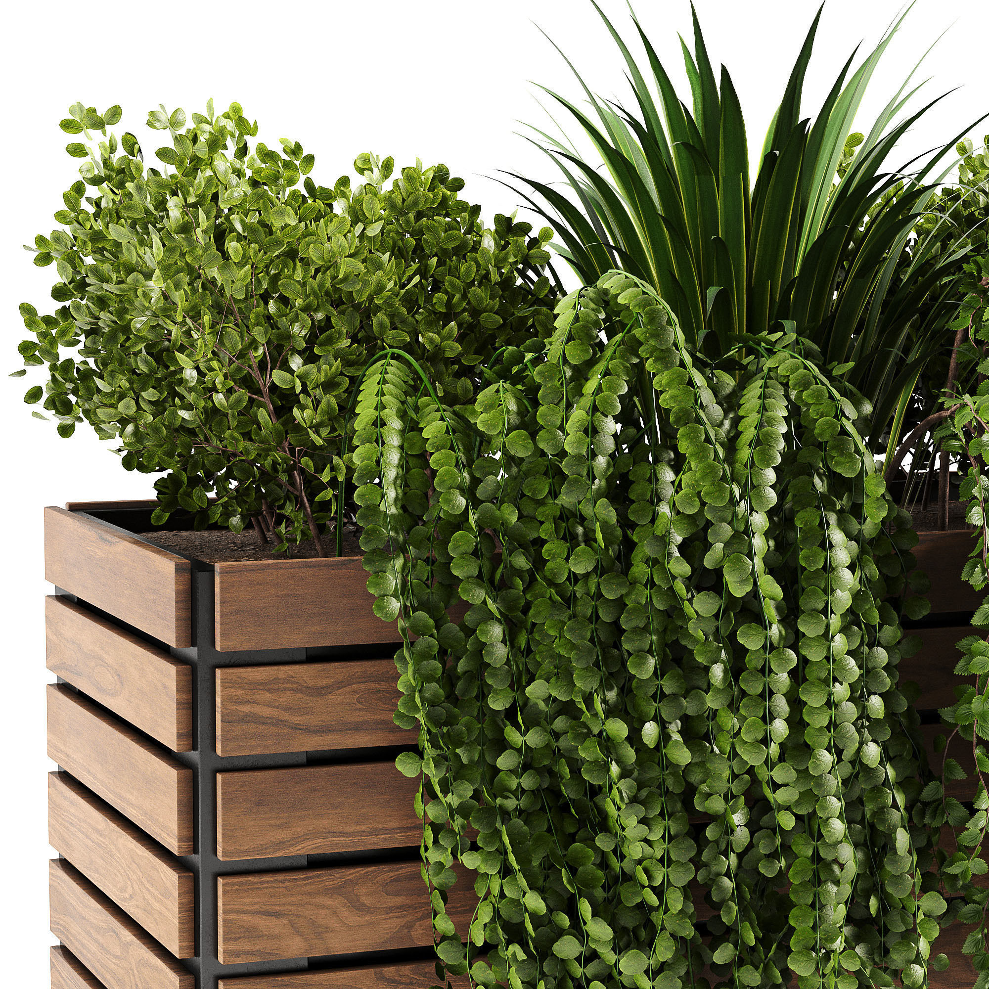 Indoor plant collection 08 3D model_2