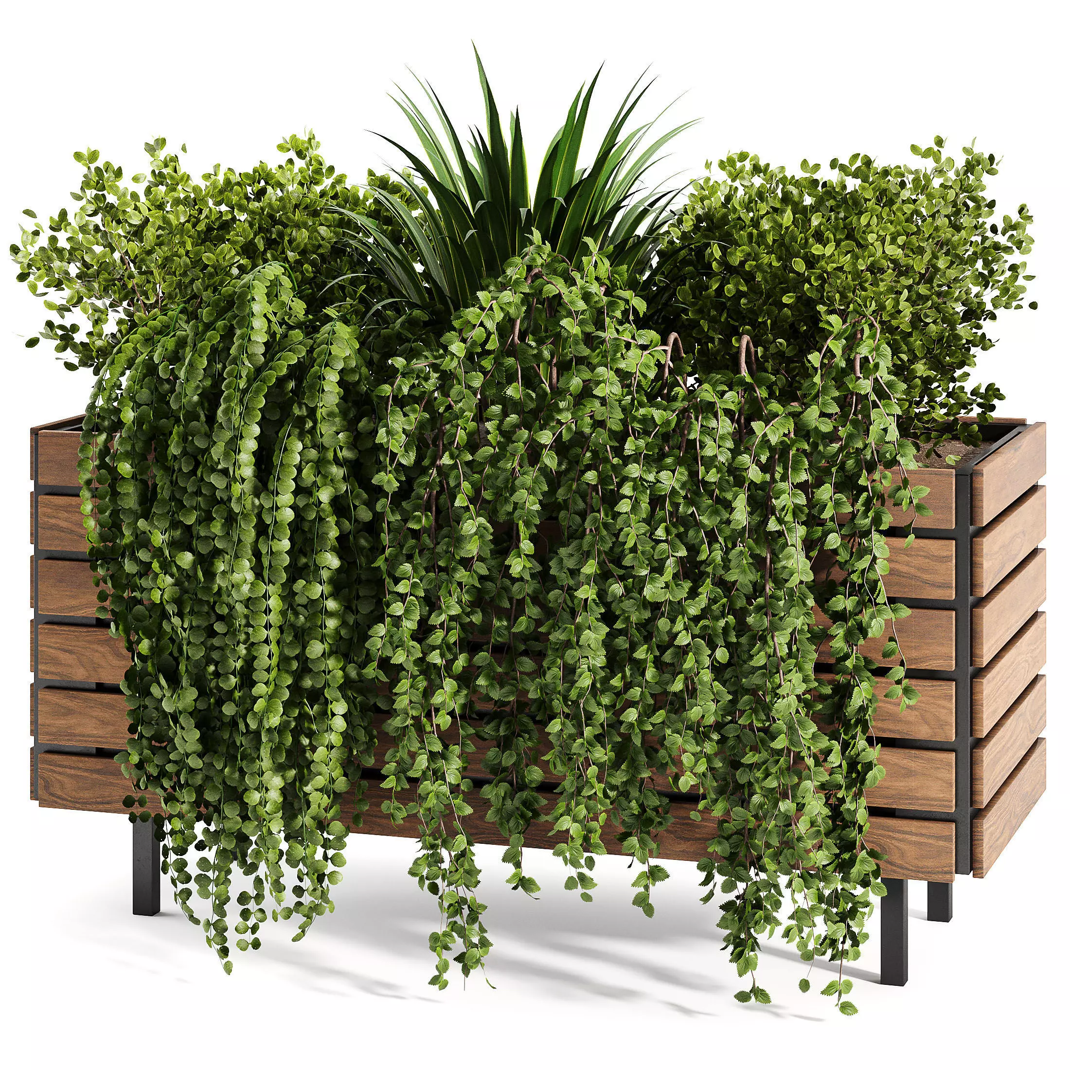 Indoor plant collection 08 3D model_0