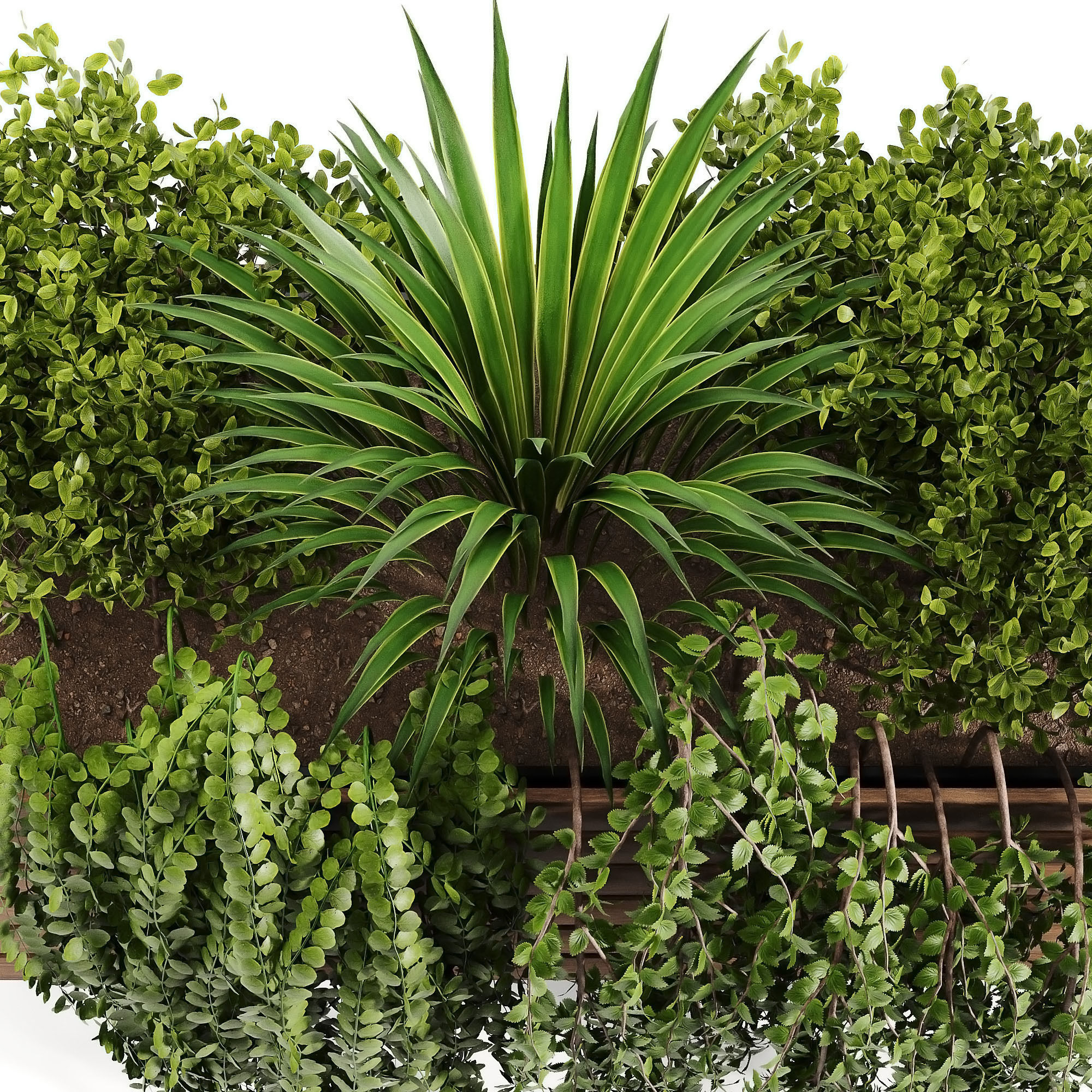 Indoor plant collection 08 3D model_3