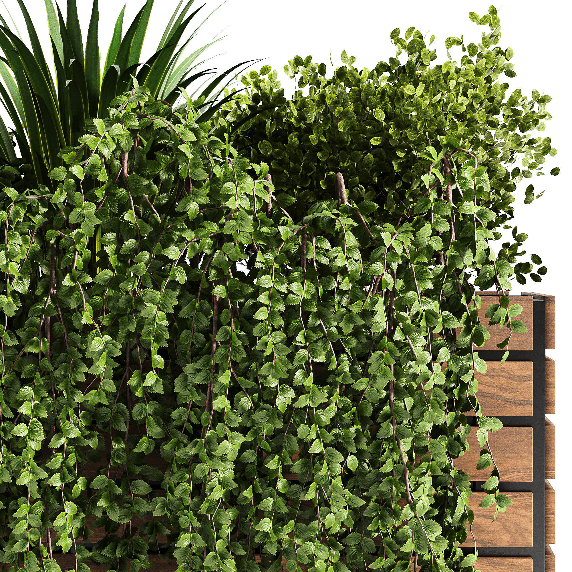 Indoor plant collection 08 3D model_1