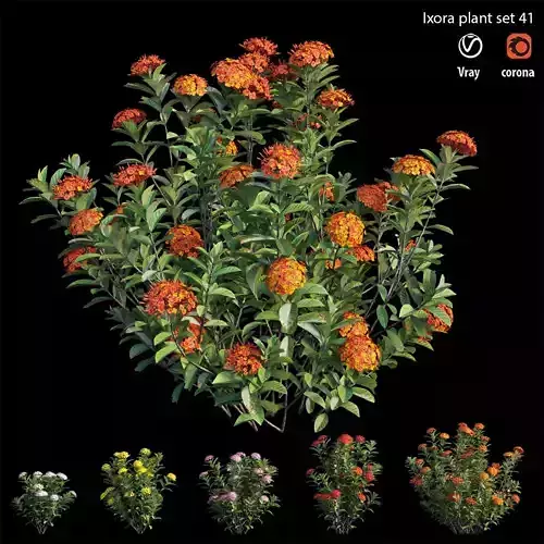 Ixora plant set 41