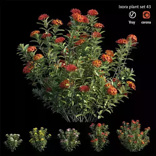 Ixora plant set 43 