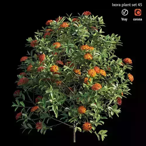 Ixora plant set 45 3D model
