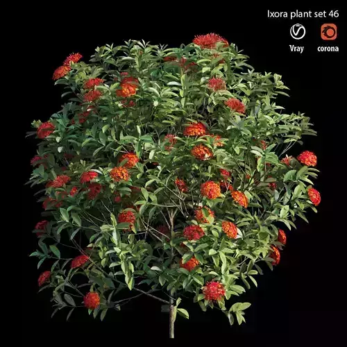 Ixora plant set 46 3D model