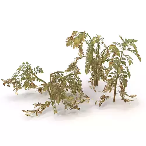 Withered potato tuber