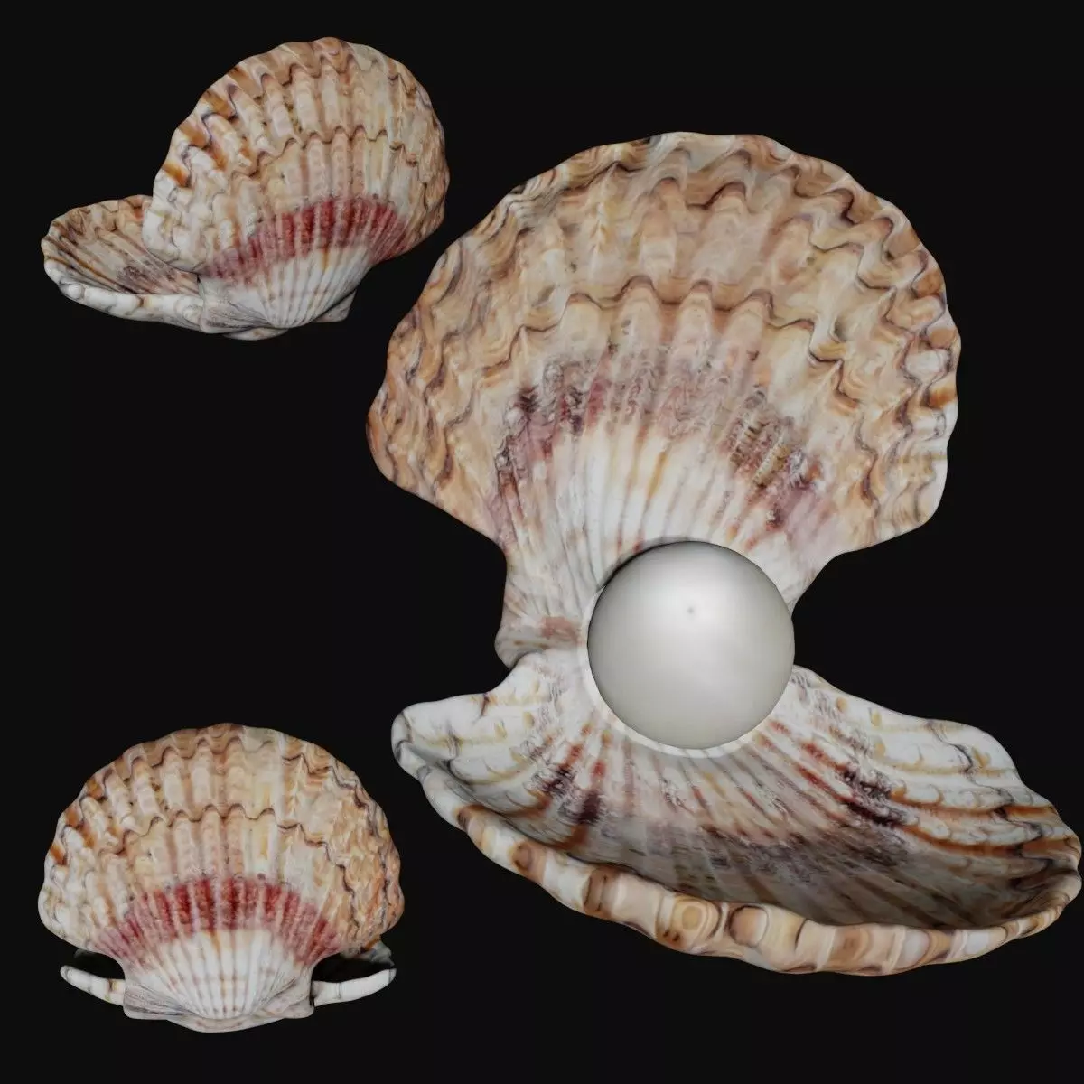Clam shell Low-poly 3D model