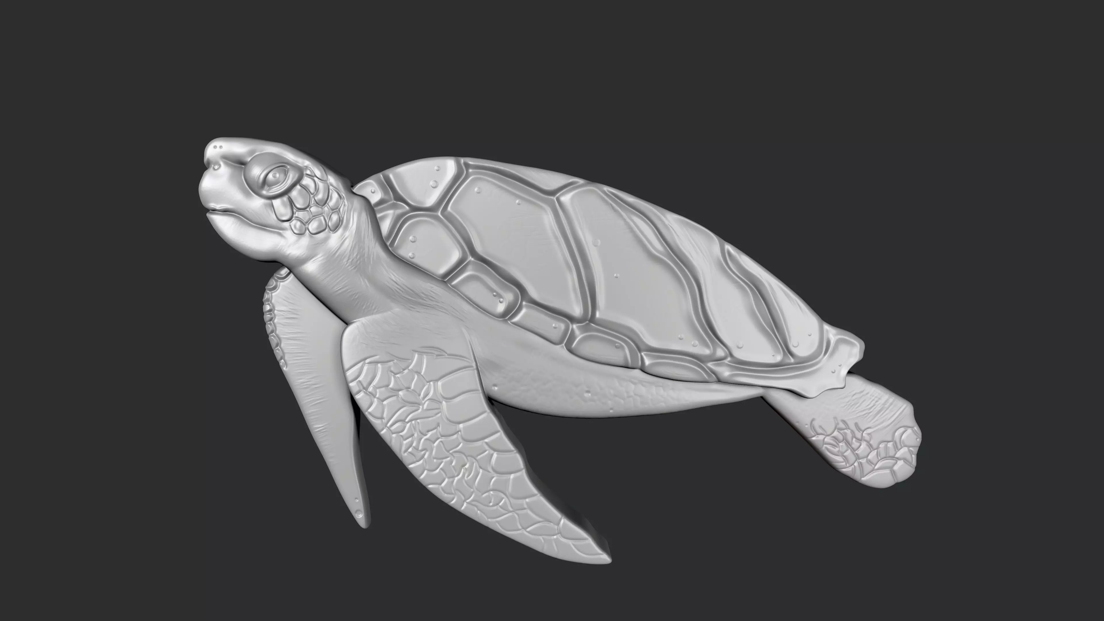 STL models for 3D printing and CNC Turtle 3D print model_0