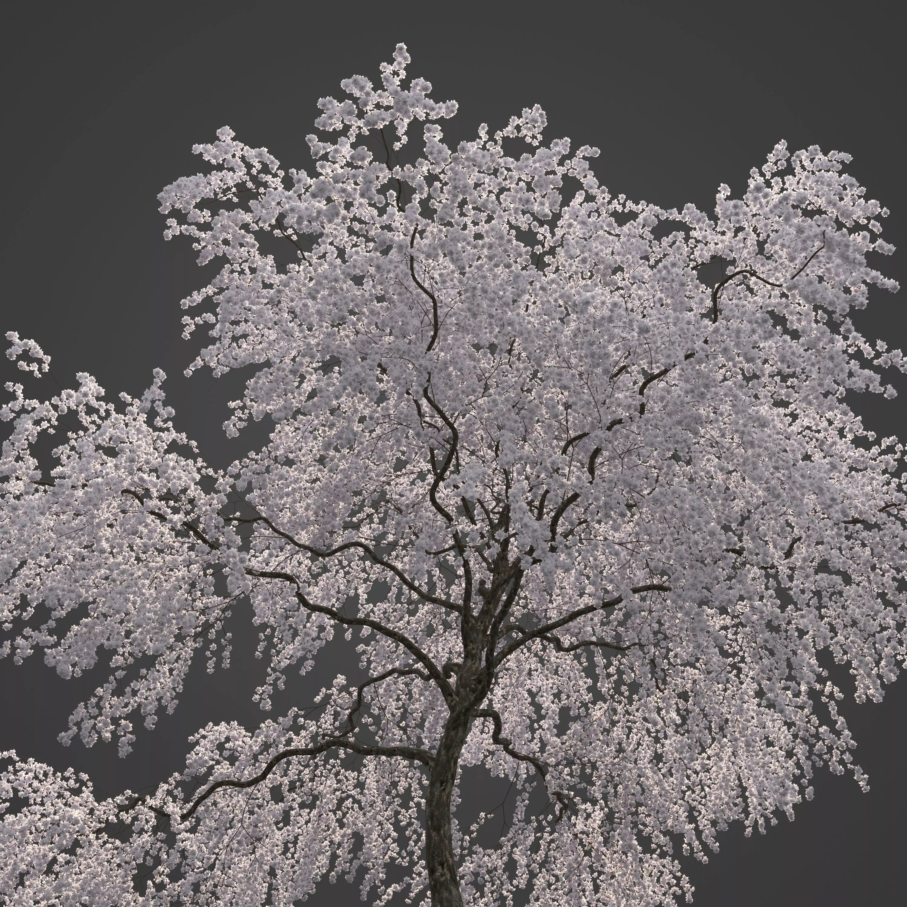 2021 PBR Weeping Higan Cherry Collection - Prunus Subhirtella 3D model