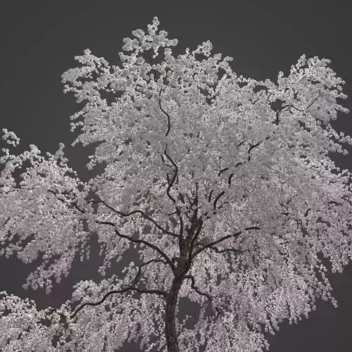 2021 PBR Weeping Higan Cherry Collection - Prunus Subhirtella  3D model