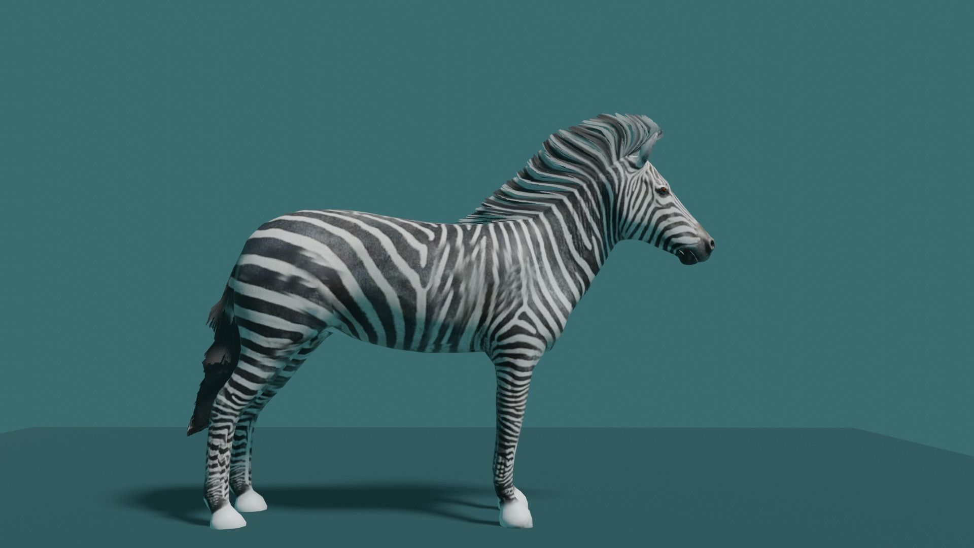 ZEBRA Low-poly 3D model_9