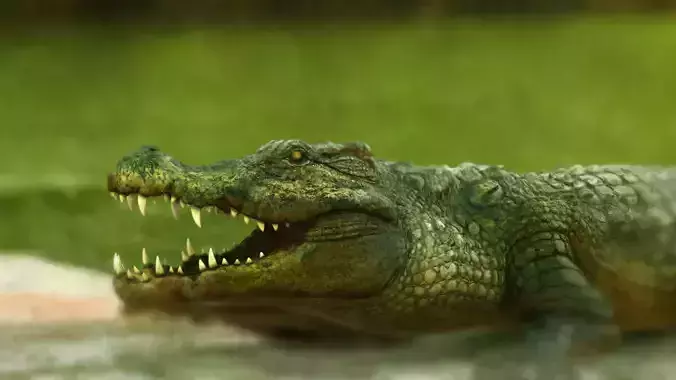 crocodile 