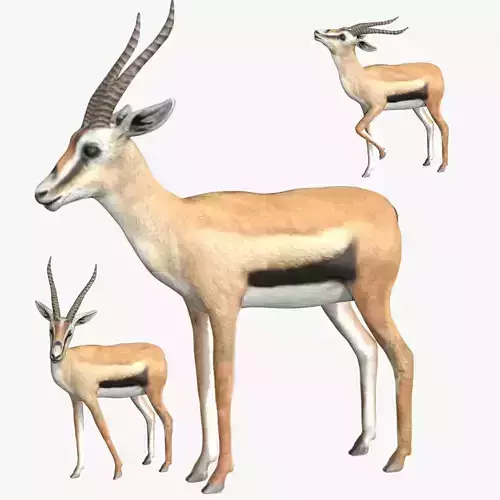 Gazelle with long horns Low-poly 3D model