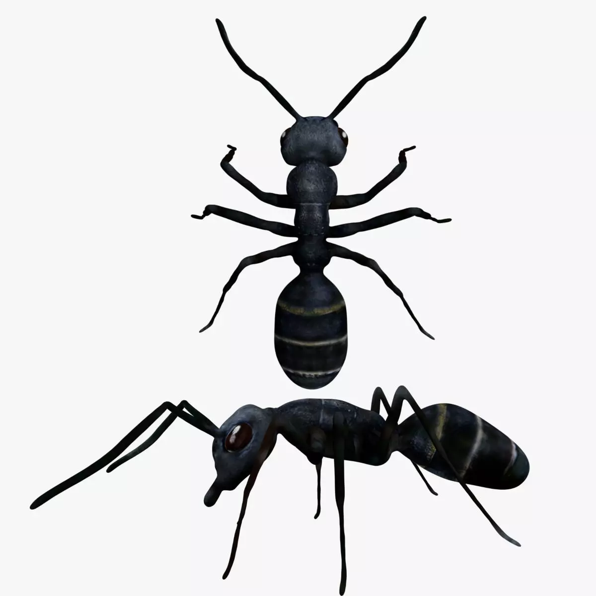 Bullet black Ant Low-poly 3D model_0