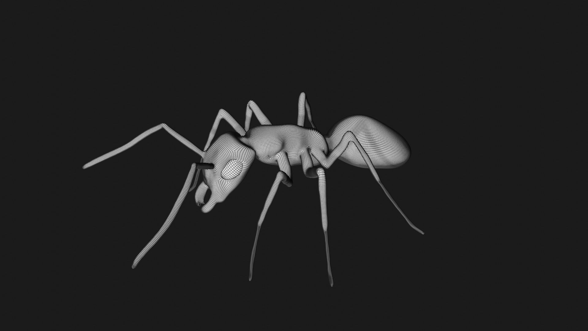 Bullet black Ant Low-poly 3D model_8