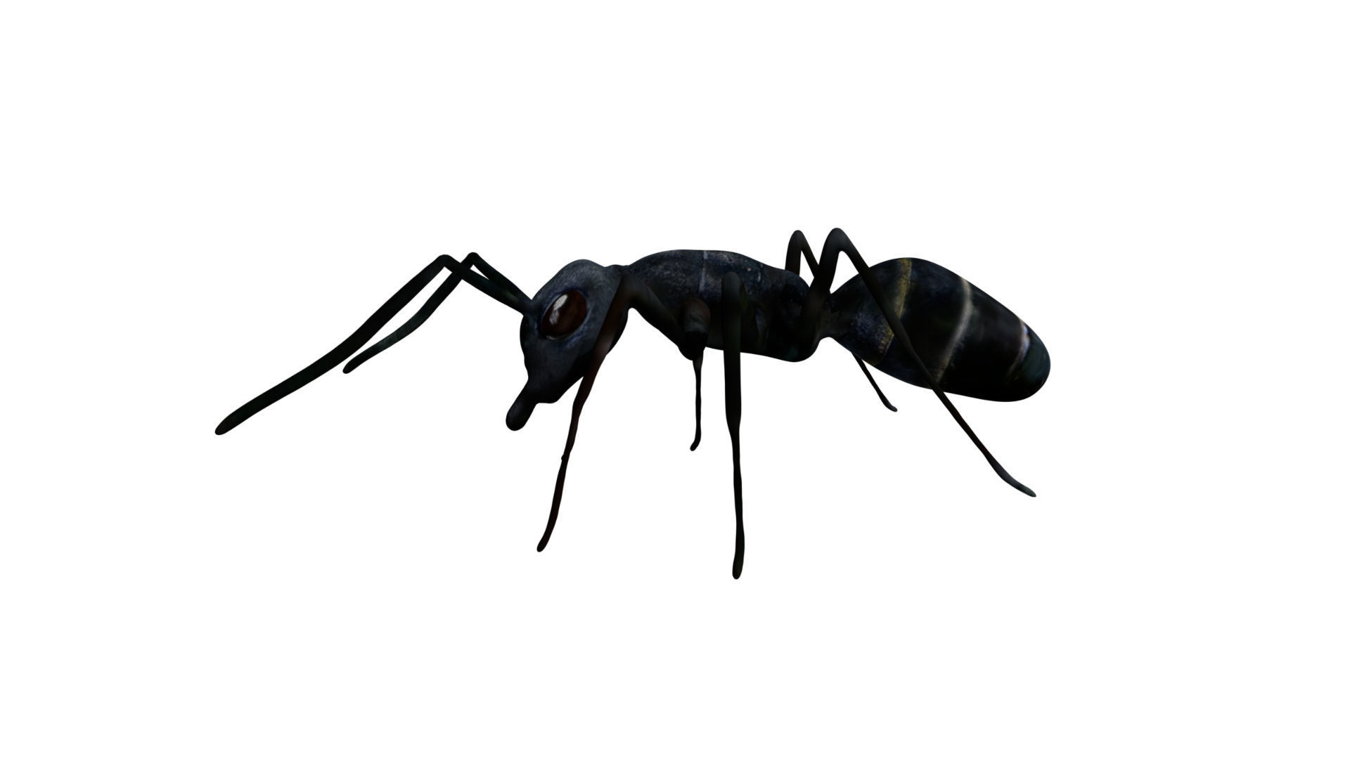 Bullet black Ant Low-poly 3D model_4