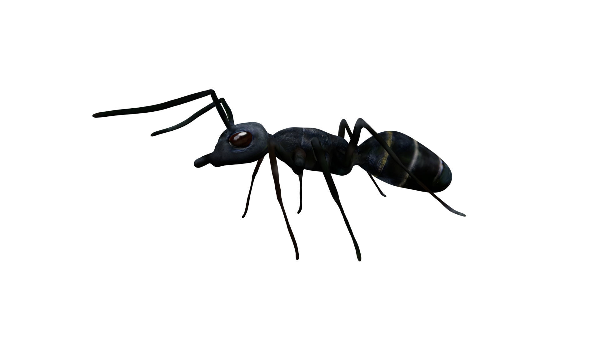 Bullet black Ant Low-poly 3D model_5