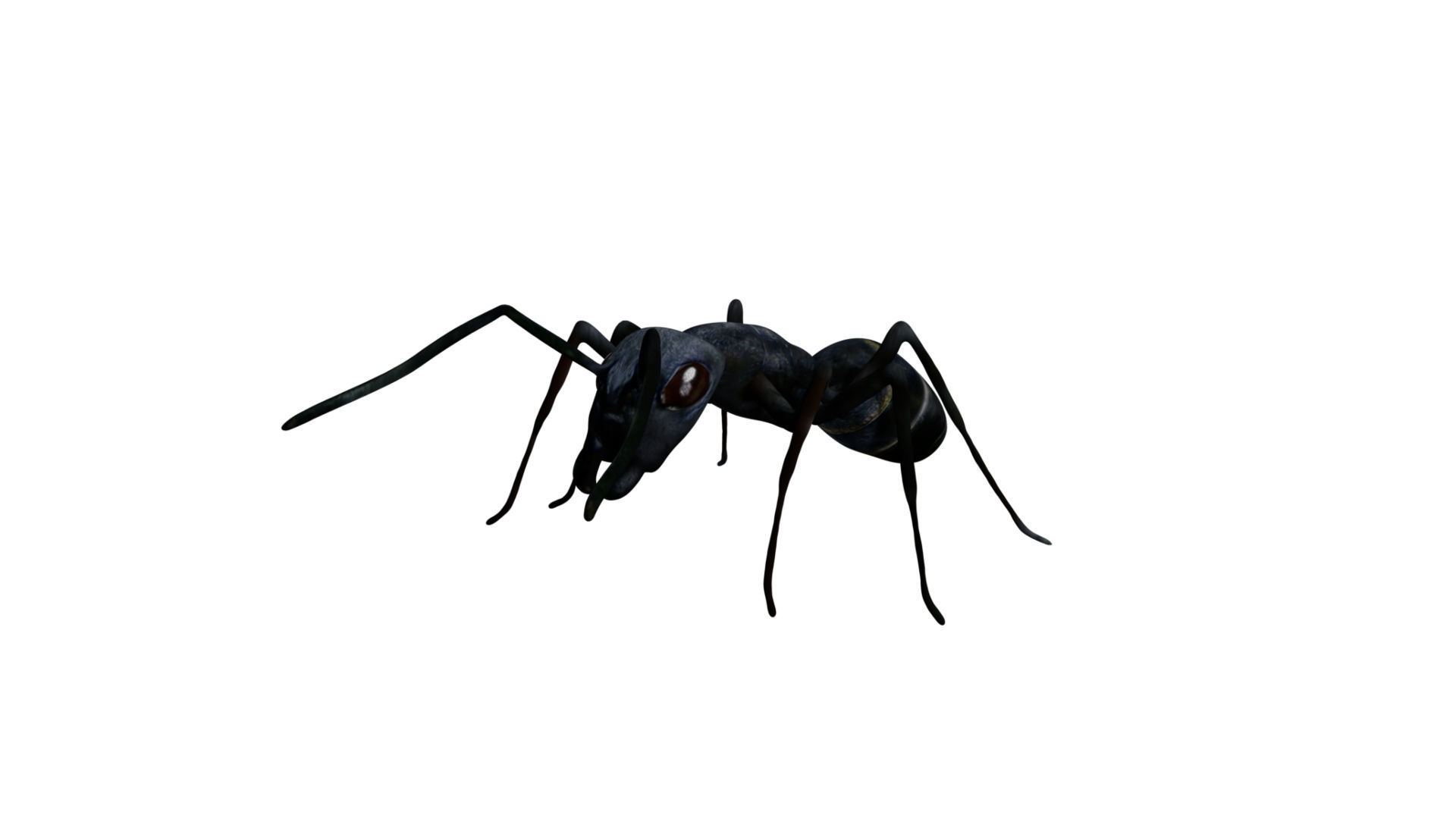 Bullet black Ant Low-poly 3D model_2