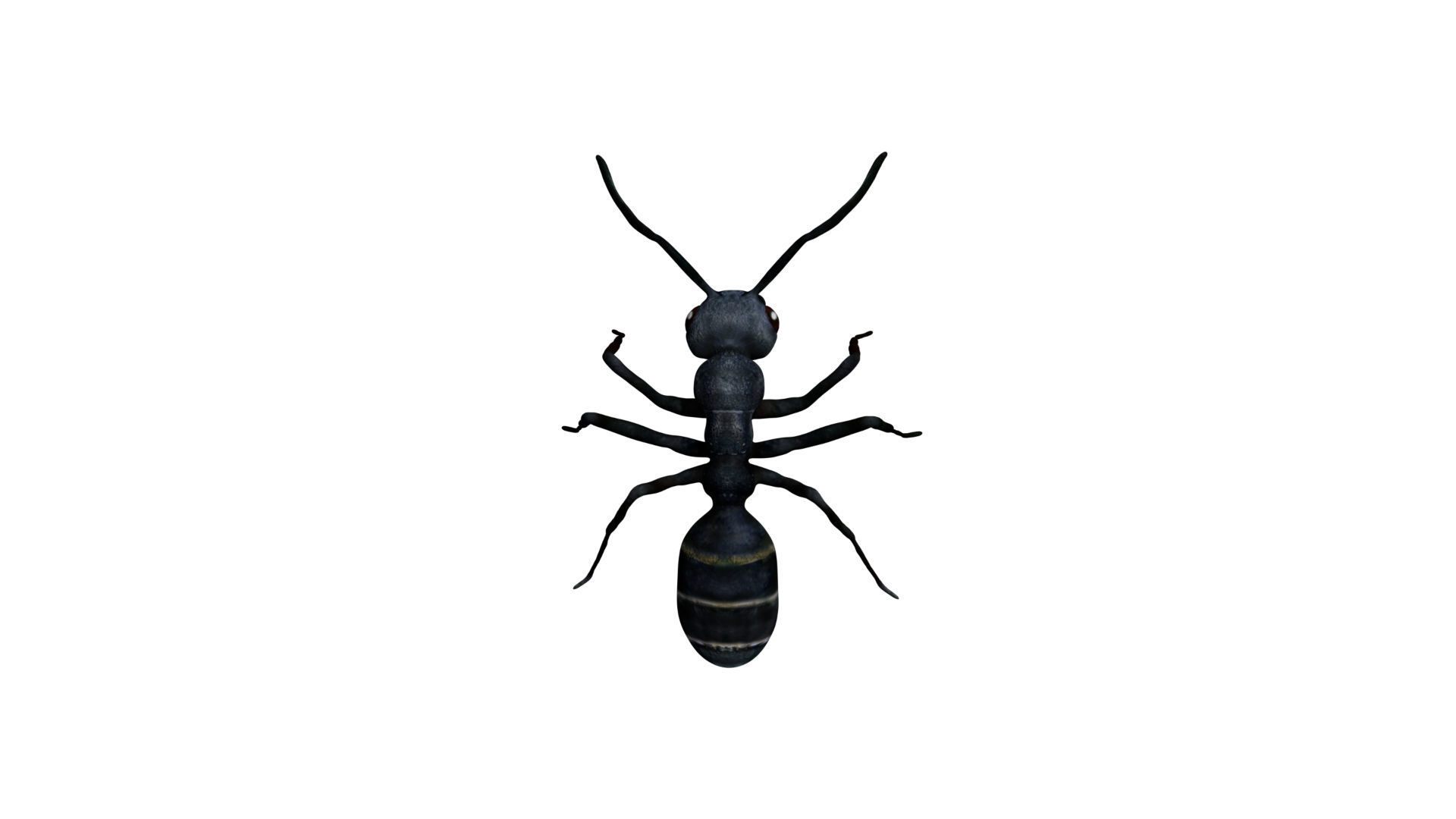 Bullet black Ant Low-poly 3D model_1