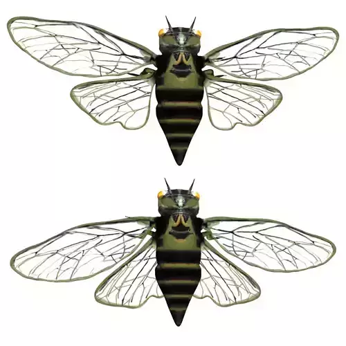 Cicada beetle flying
