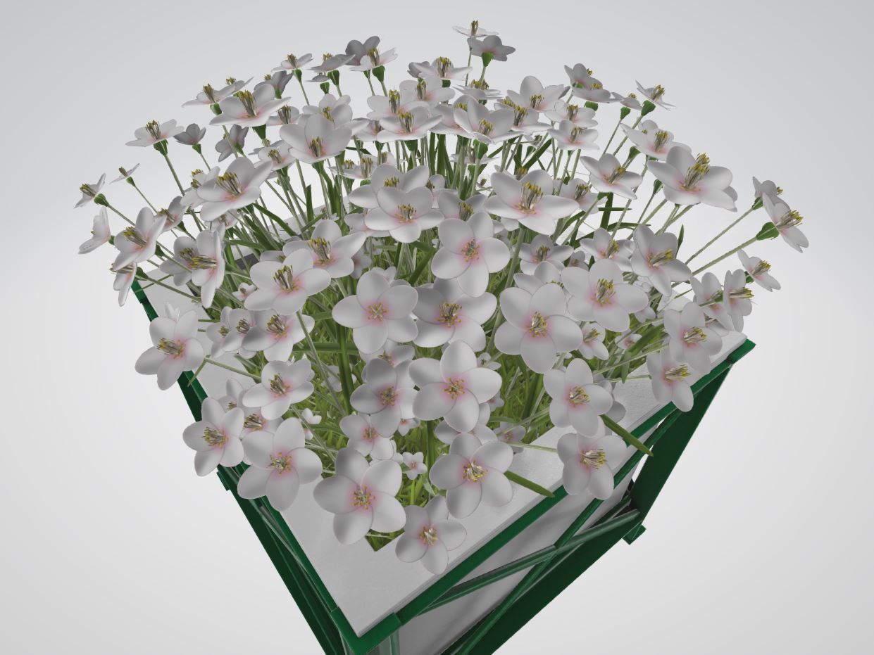 Flower Pot White Flowers Version 2 Low-poly 3D model_2