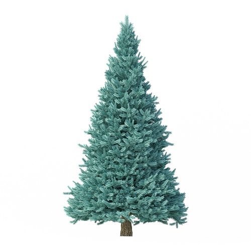 Abies No 2 3D model