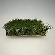 a grass
