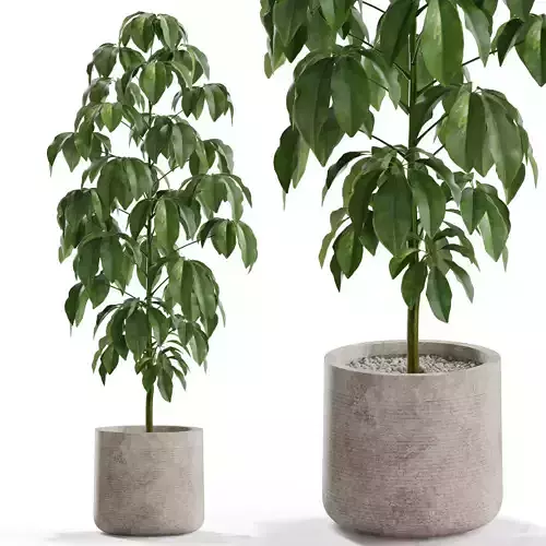 Plants collection 554 3D model