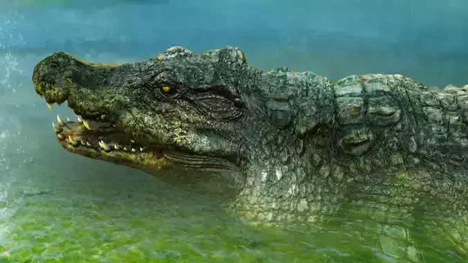 crocodile 