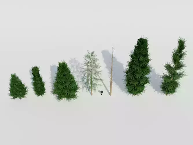 Spruce Fir Trees pack