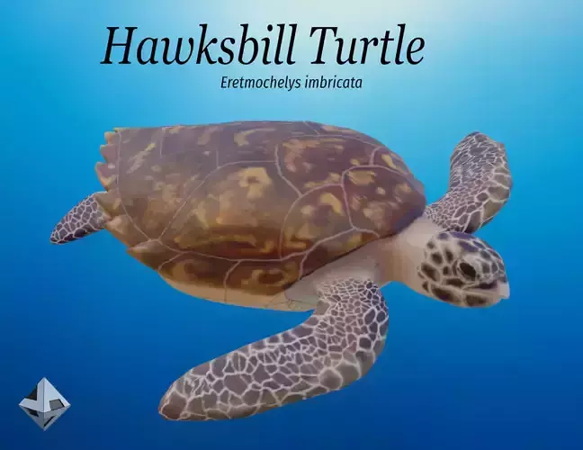 Hawksbill Turtle  3D model