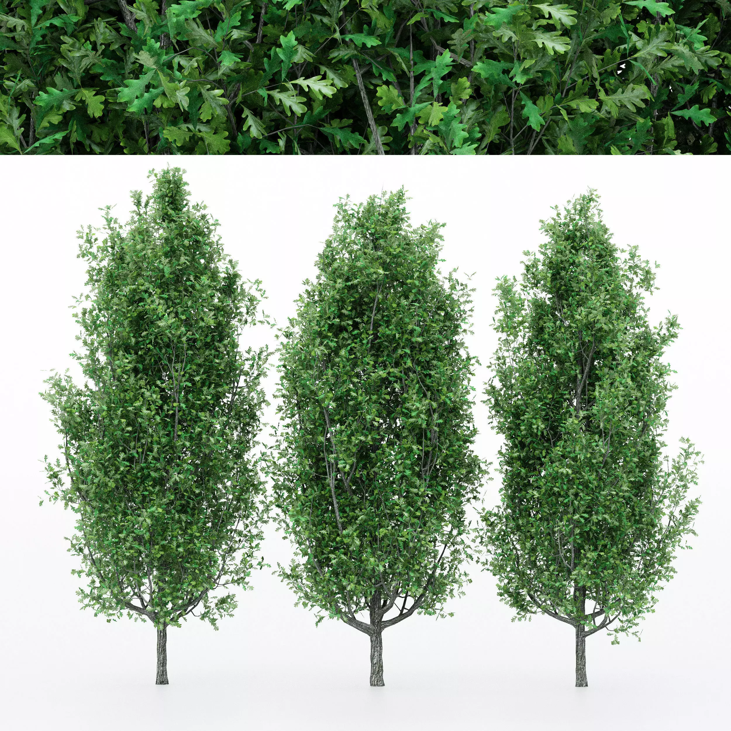 5diffrent tree Cypress Oak 5 trees Models in the scene 3D model