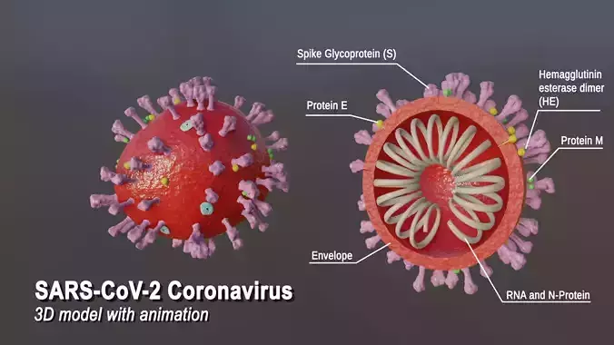 Virus SARS-CoV-2 Coronavirus Covid19 model
