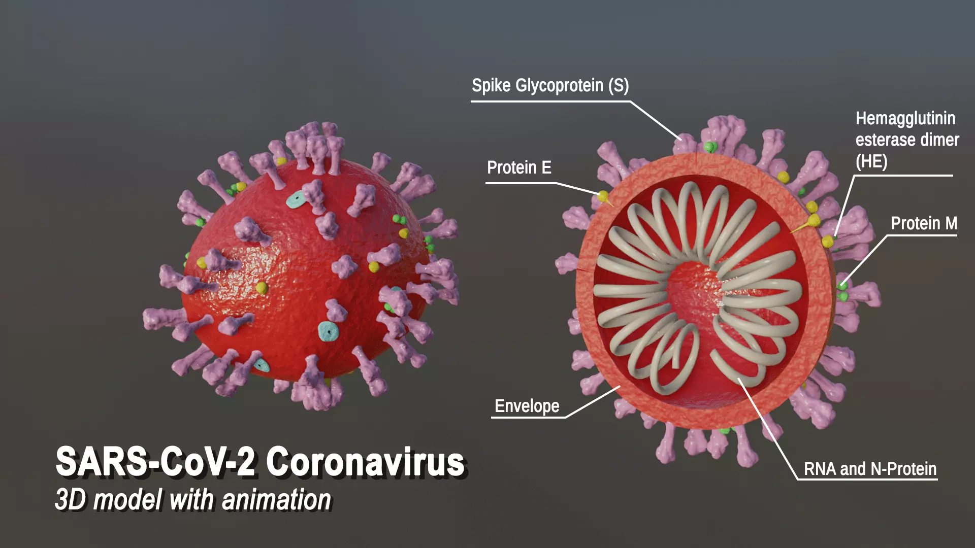 Virus SARS-CoV-2 Coronavirus Covid19 model Free 3D model