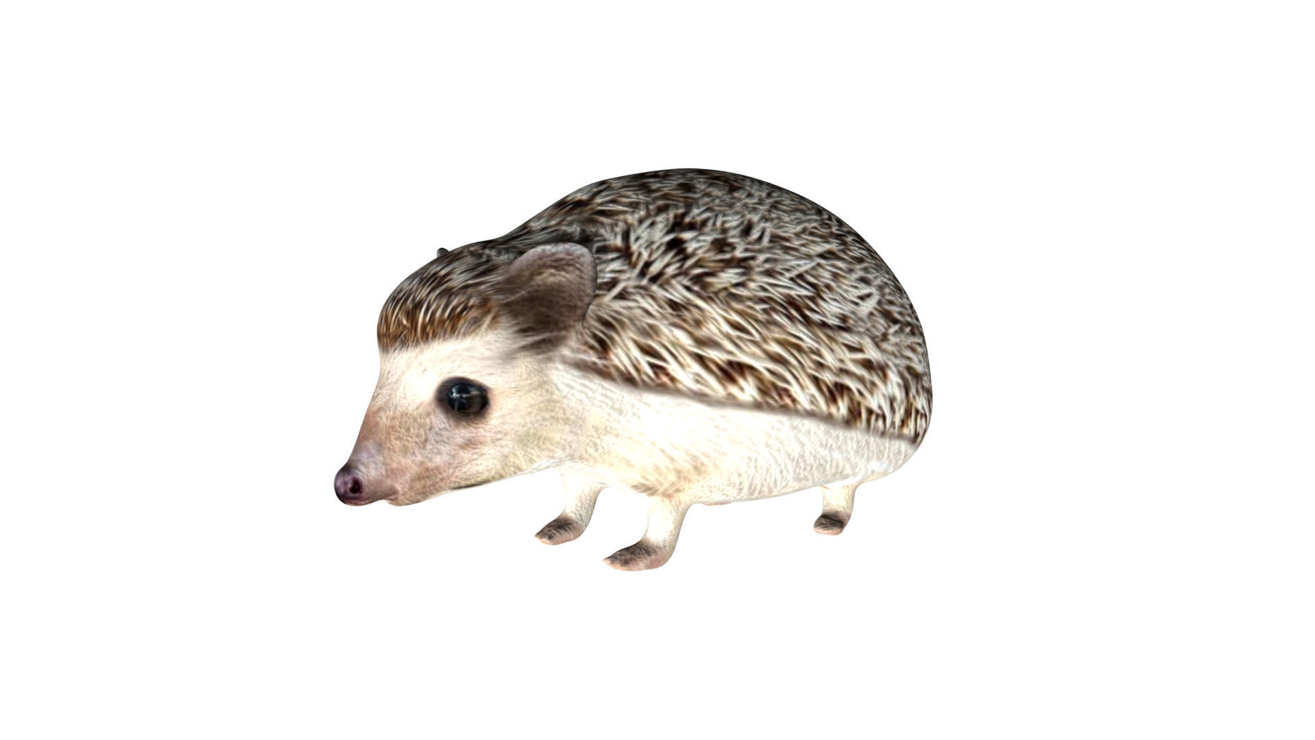 Hedgehog Low-poly 3D model_1