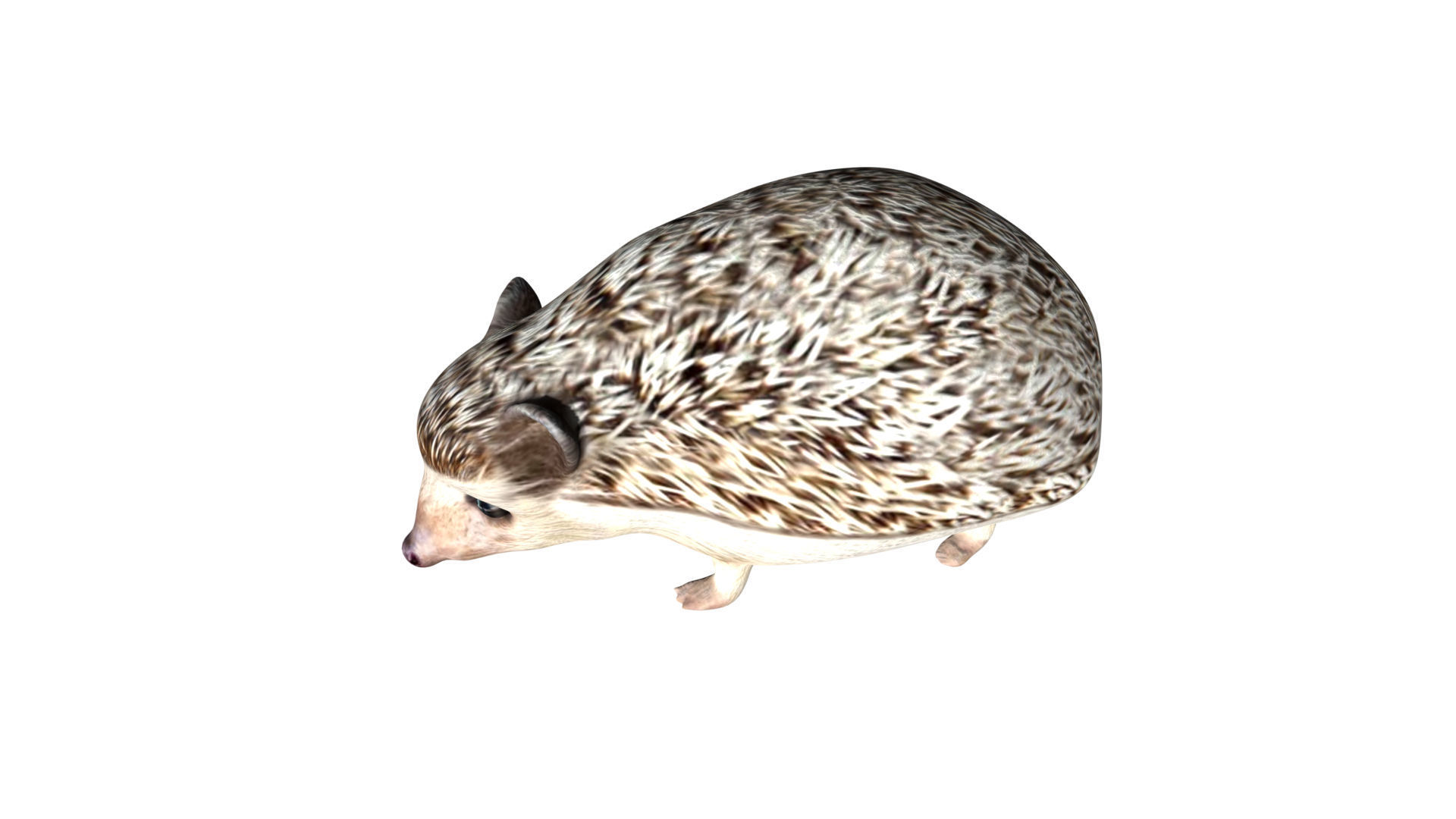 Hedgehog Low-poly 3D model_2