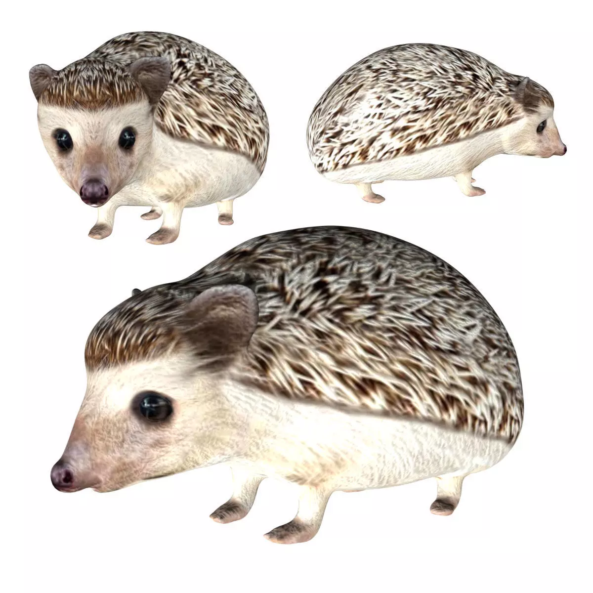 Hedgehog Low-poly 3D model_0