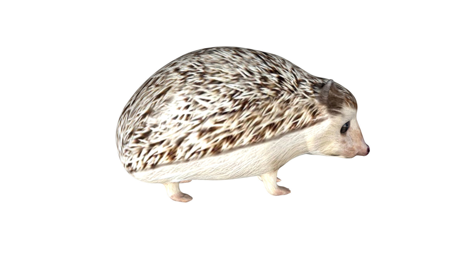 Hedgehog Low-poly 3D model_4