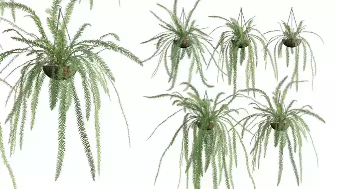 Nephrolepis fern plant