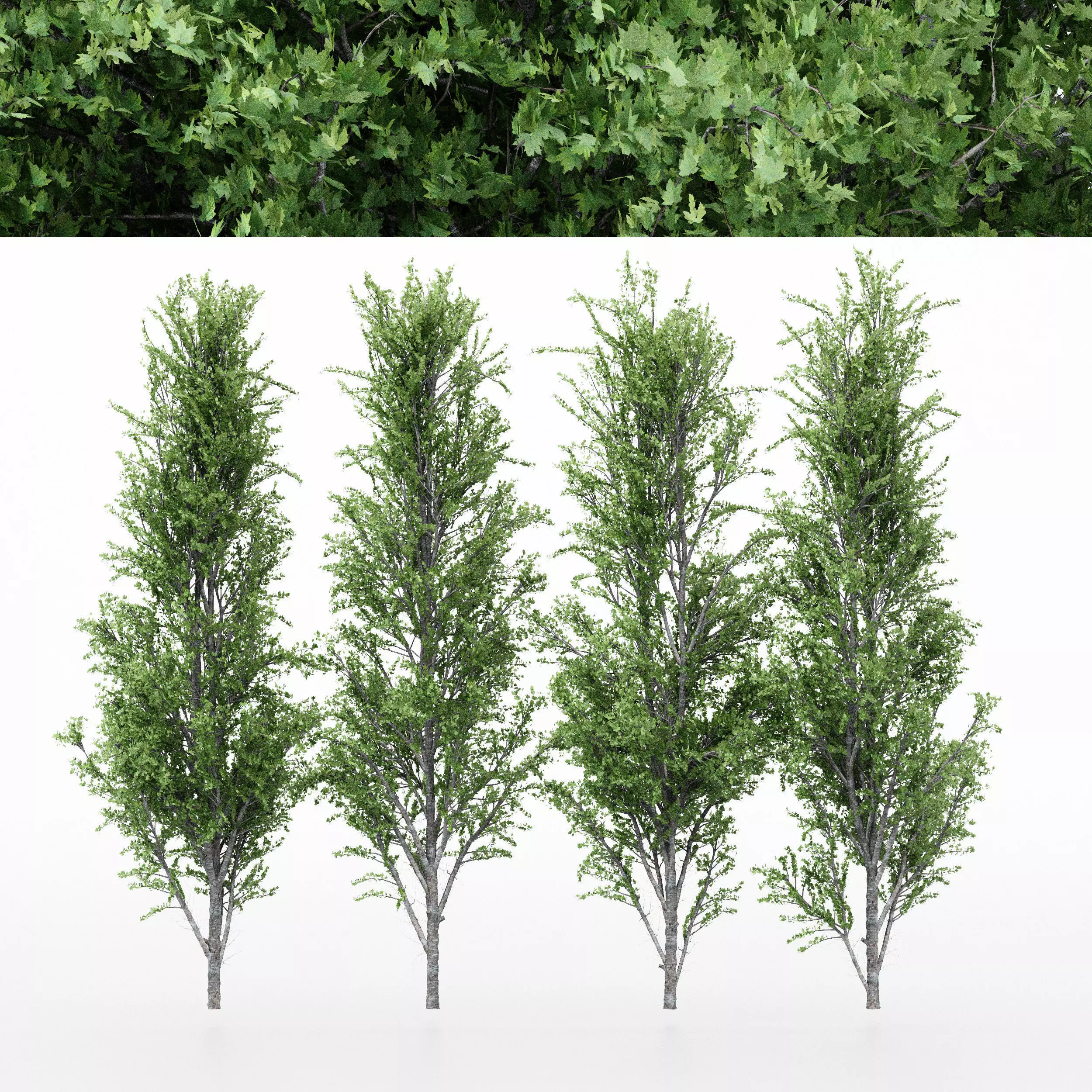 4diffrent tree Mountain Maple 4 trees Models in the scene 3D model