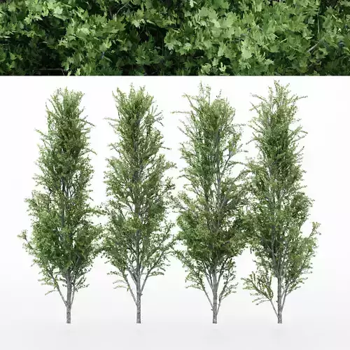 4diffrent tree Mountain Maple 4 trees Models in the scene