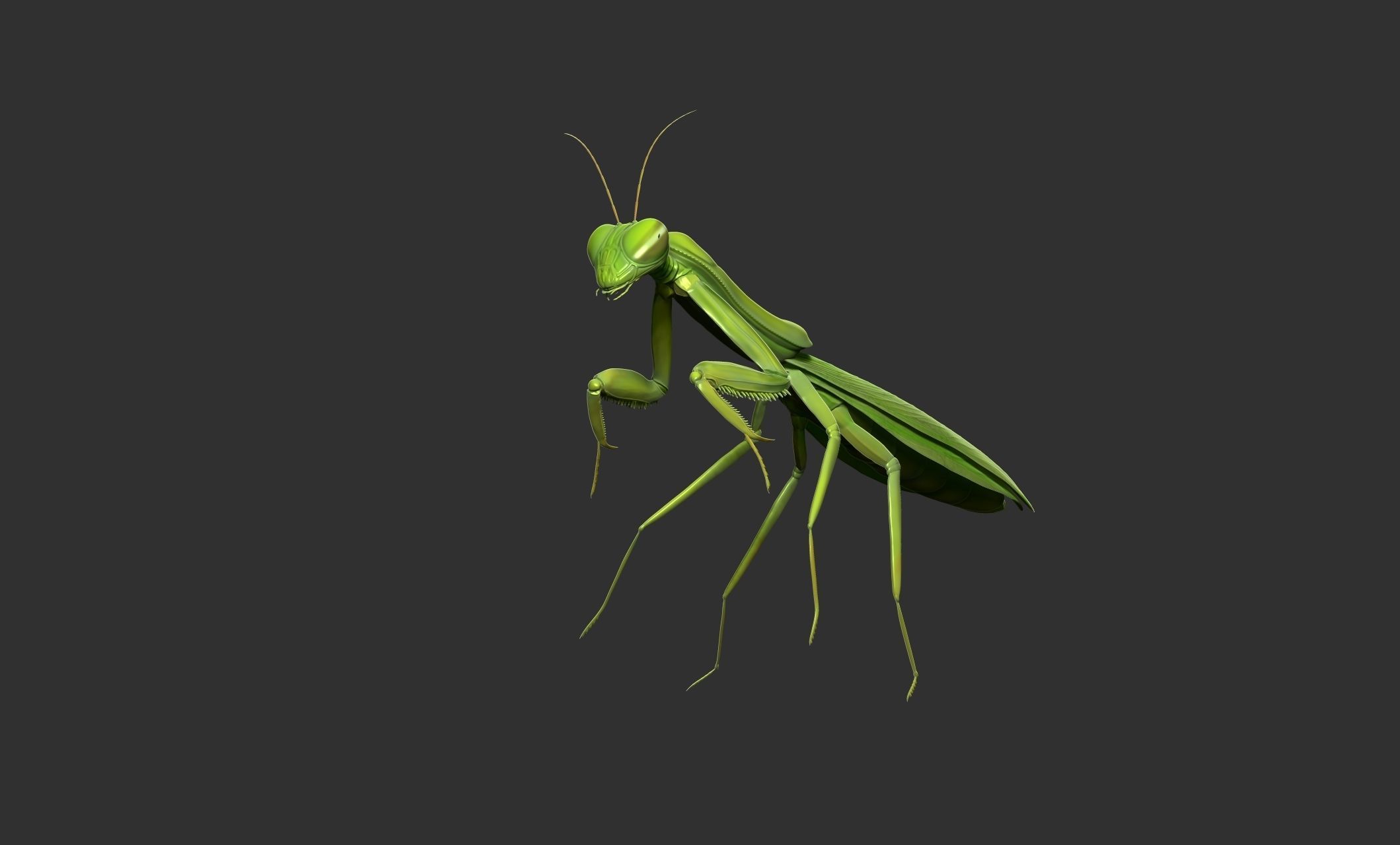 Praying Mantis 3D print model_2