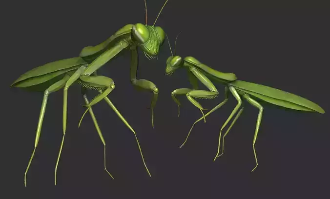 Praying Mantis