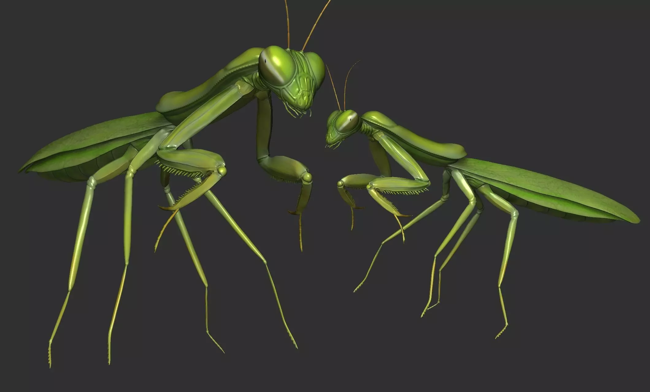 Praying Mantis 3D print model_0