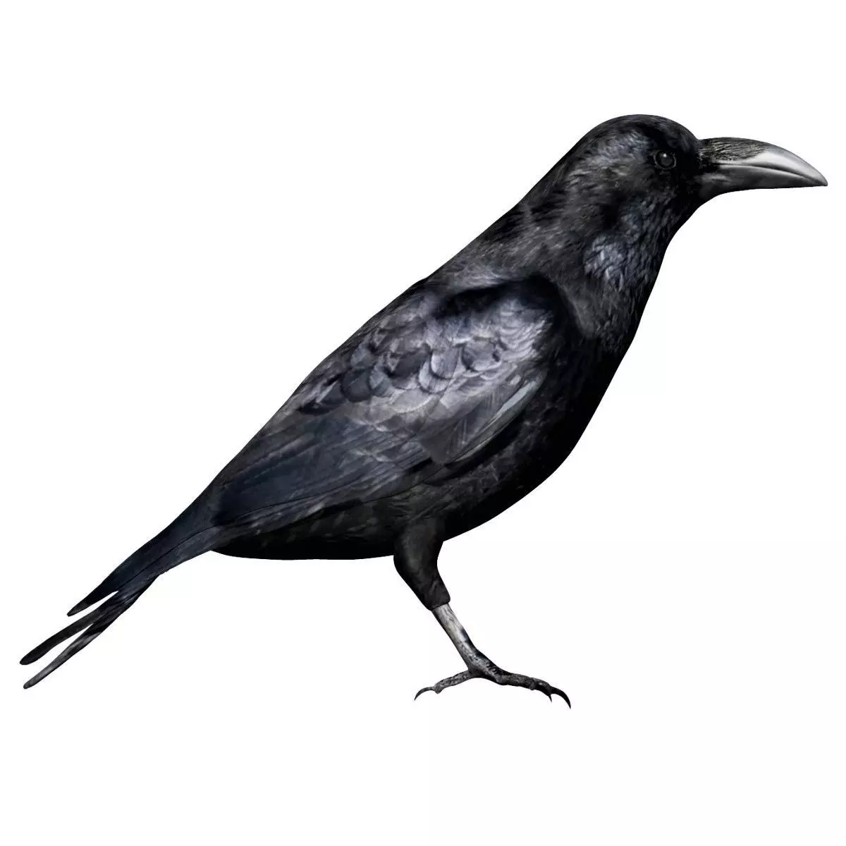 Raven Low-poly 3D model_0