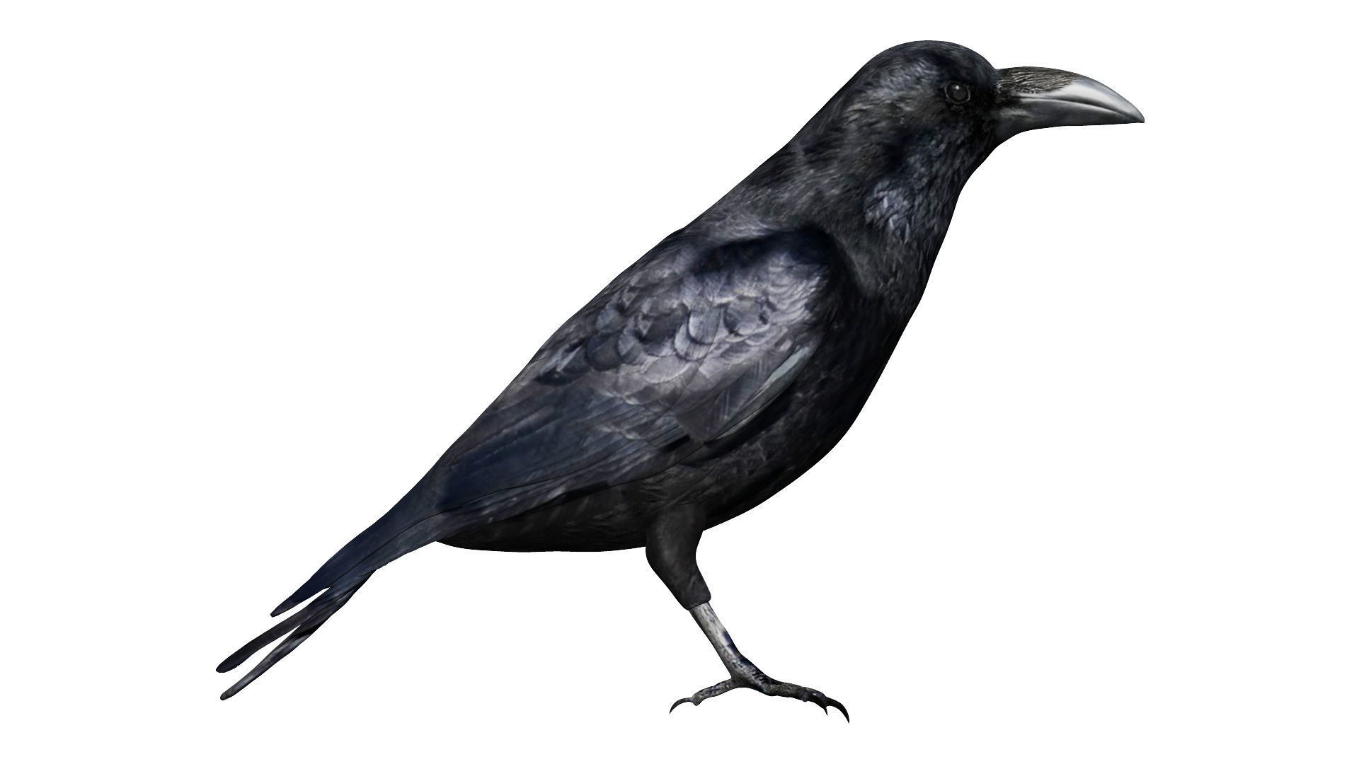Raven Low-poly 3D model_4